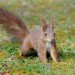 Red Squirrel 